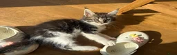 Maine Coon cats for sale: Beautiful Maine Coon Kittens – Born 19 June 2026 - Advert 4
