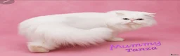 Persian cats for sale: 🎀🎀 One girl left GCCF Persian Kitten 🎀🎀 - Advert 6