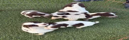 Cocker Spaniel dogs for sale: Cocker spaniel puppies 4boys 2girls  - Advert 11