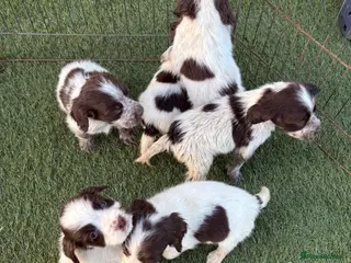 Cocker Spaniel dogs Ready to go Cocker spaniel puppies 4boys 2girls - Advert 4