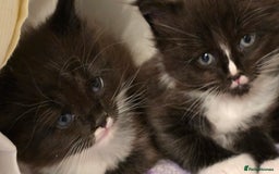 Maine Coon cats for sale: Maine Coon X Ragdoll  - Advert 7