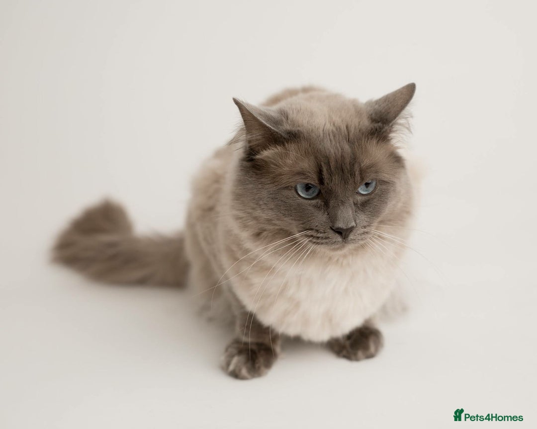 Ragdoll cats for stud: Handsome Ragdoll Stud Blue Point chocolate carrier - Advert 5