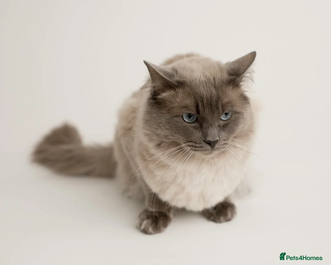 Ragdoll cats for stud: Handsome Ragdoll Stud Blue Point chocolate carrier - Advert 3