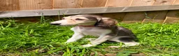 Saluki dogs for sale: Beautiful Saluki pups from champion lines - Advert 32
