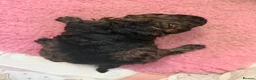 Maltipoo dogs for sale: Stunning health tested Toy Maltipoo  - Advert 5