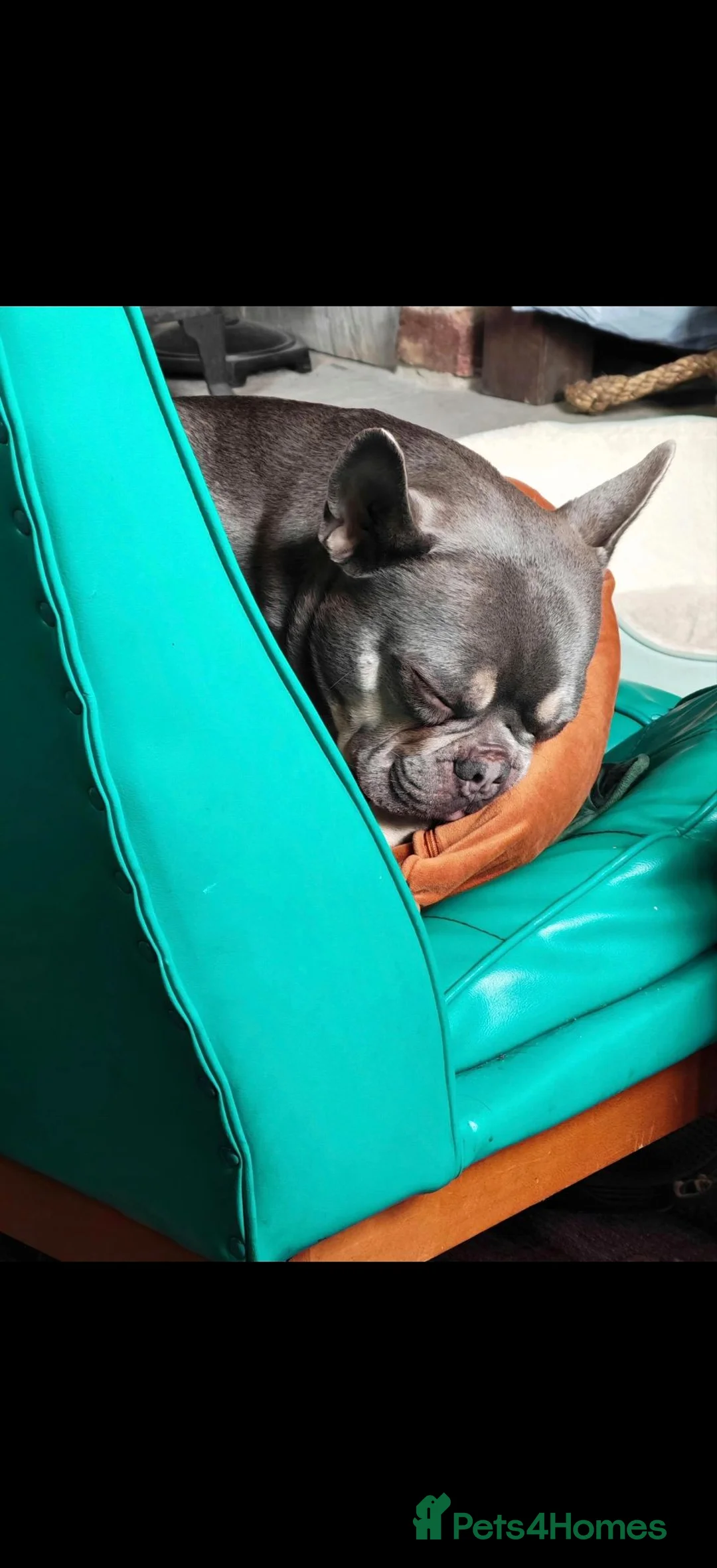 French Bulldog dogs for sale: Beautiful Enzo looking for loving forever home - Advert 13