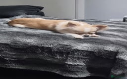 Chihuahua dogs for sale: Cream Chihuahua and pomeranian for sale - Image 8