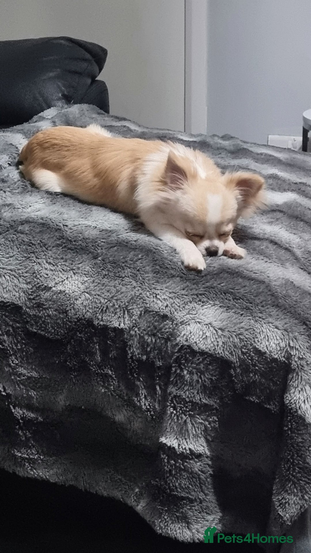Chihuahua dogs for sale: Cream Chihuahua and pomeranian for sale - Image 8