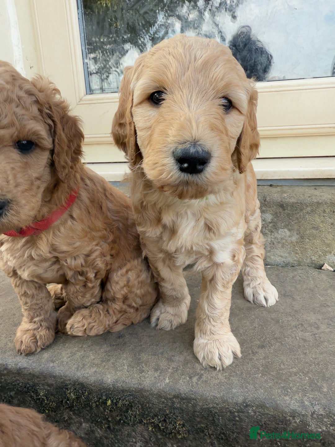Irish Doodle dogs for sale: 6 beautiful F1b Irish Doodle puppies ❤️🐶 - Image 10