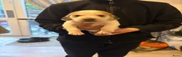 Beagle dogs for sale: Beagle pups in Bradford - Advert 7
