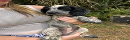 Sprocker dogs for sale: Sprocker Spaniel Puppies for Sale  - Advert 15
