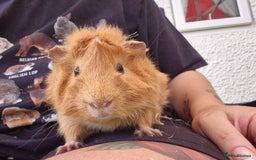 Guinea Pig rodents for sale: John & Casey bonded brothers - Image 8