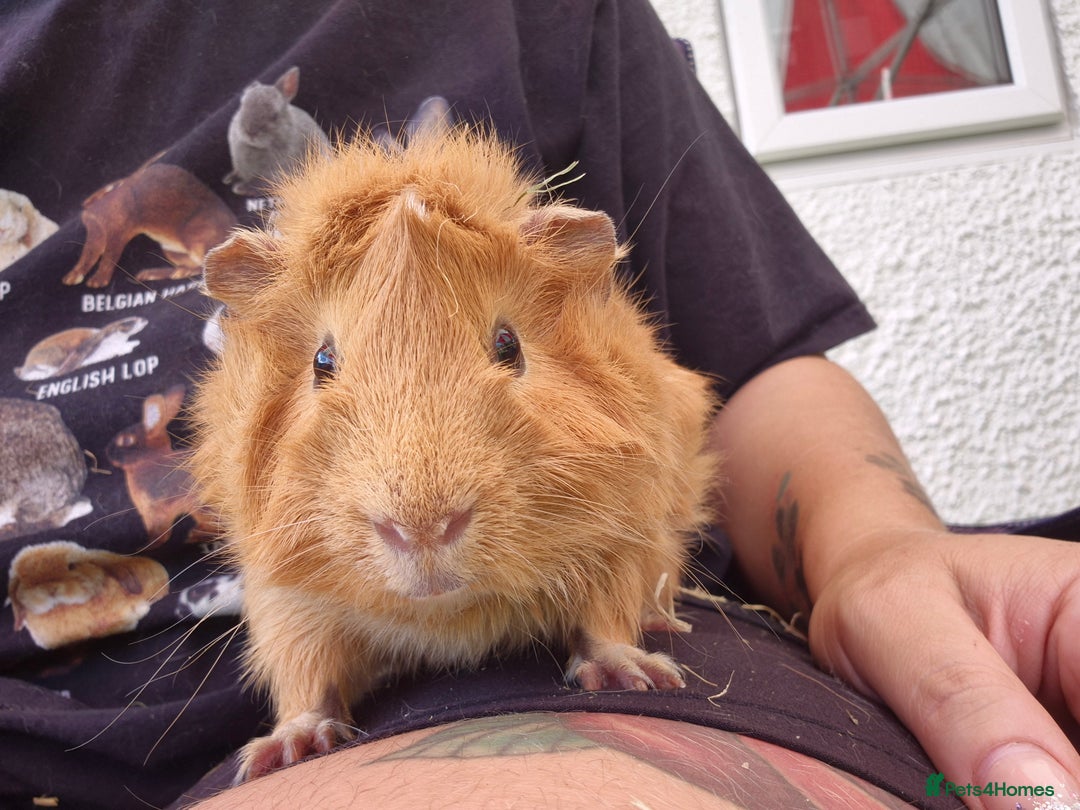 Guinea Pig rodents for sale: John & Casey bonded brothers - Image 8