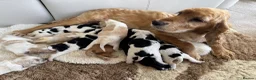 Cocker Spaniel dogs for sale: Show type cocker spaniel puppie  - Advert 16