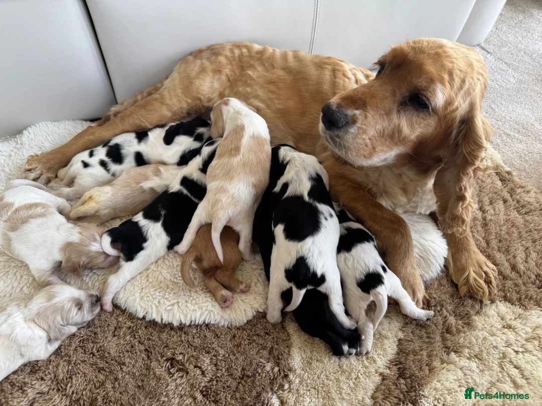 Cocker Spaniel dogs for sale: Show type cocker spaniel puppie  - Advert 16