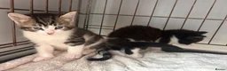 Mixed Breed cats for sale: Siamese x ragdoll x Maine coon kittens  - Advert 10