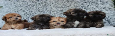 Lhasa Apso 5