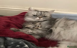 Persian cats for sale: Persian kitten in Blackburn - Image 1