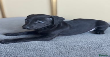 Whippet dogs - Advert 3