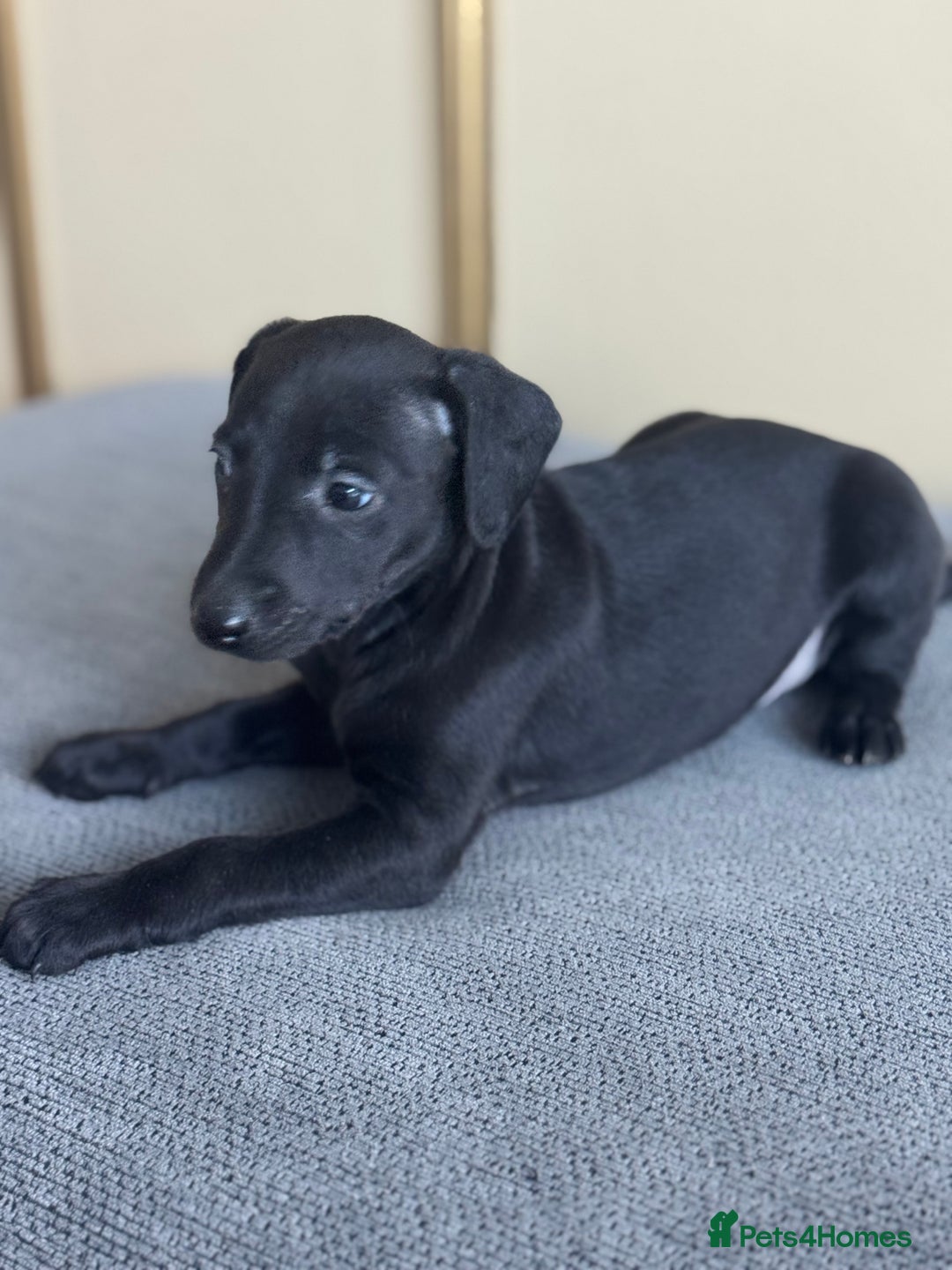 Whippet dogs for sale: Stunning whippet pups - Image 3
