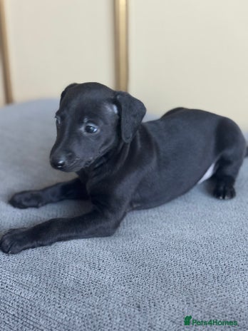 Whippet dogs Stunning whippet pups - Advert 2