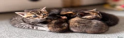 Ragdoll cats for sale: 6 ragdoll cross kittens  - Advert 5