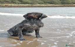 German Wirehaired Pointer dogs for stud: HUNTSTAFF STRIDER  - Image 1