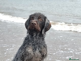German Wirehaired Pointer dogs for stud - Advert 1