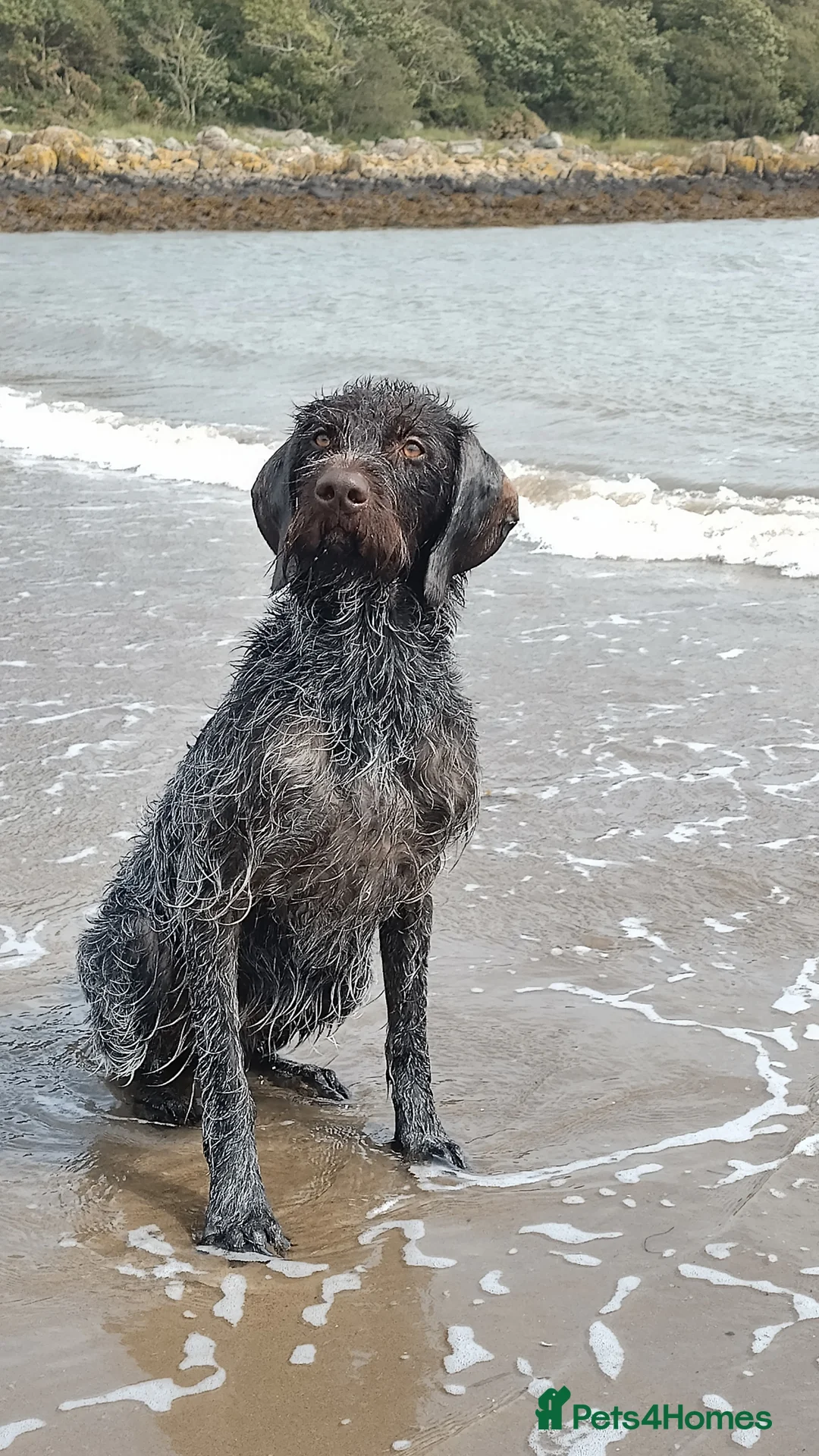 German Wirehaired Pointer dogs for stud: HUNTSTAFF STRIDER  - Advert 1
