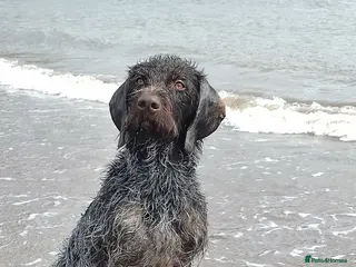 German Wirehaired Pointer dogs HUNTSTAFF STRIDER - Advert 15