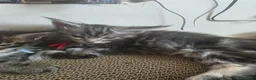 Maine Coon cats for sale: 2 left out of 9 in Clacton-on-Sea - Advert 10
