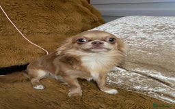 Chihuahua dogs for sale: Rare Long haired Chihuahua.  - Image 4