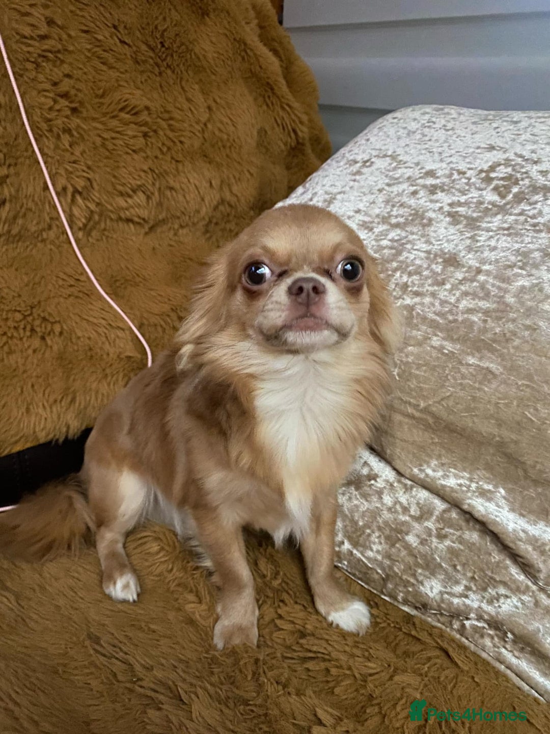 Chihuahua dogs for sale: Rare Long haired Chihuahua.  - Image 4