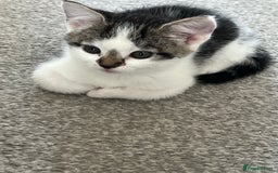 Mixed Breed cats for sale: Kittens  - Image 34