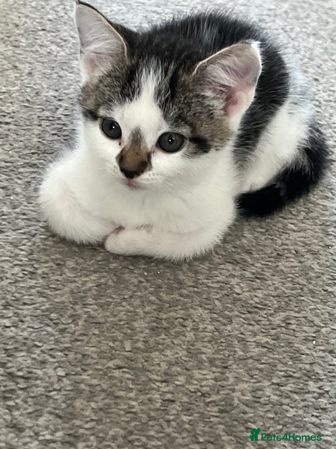 Mixed Breed cats for sale: Kittens  - Image 34