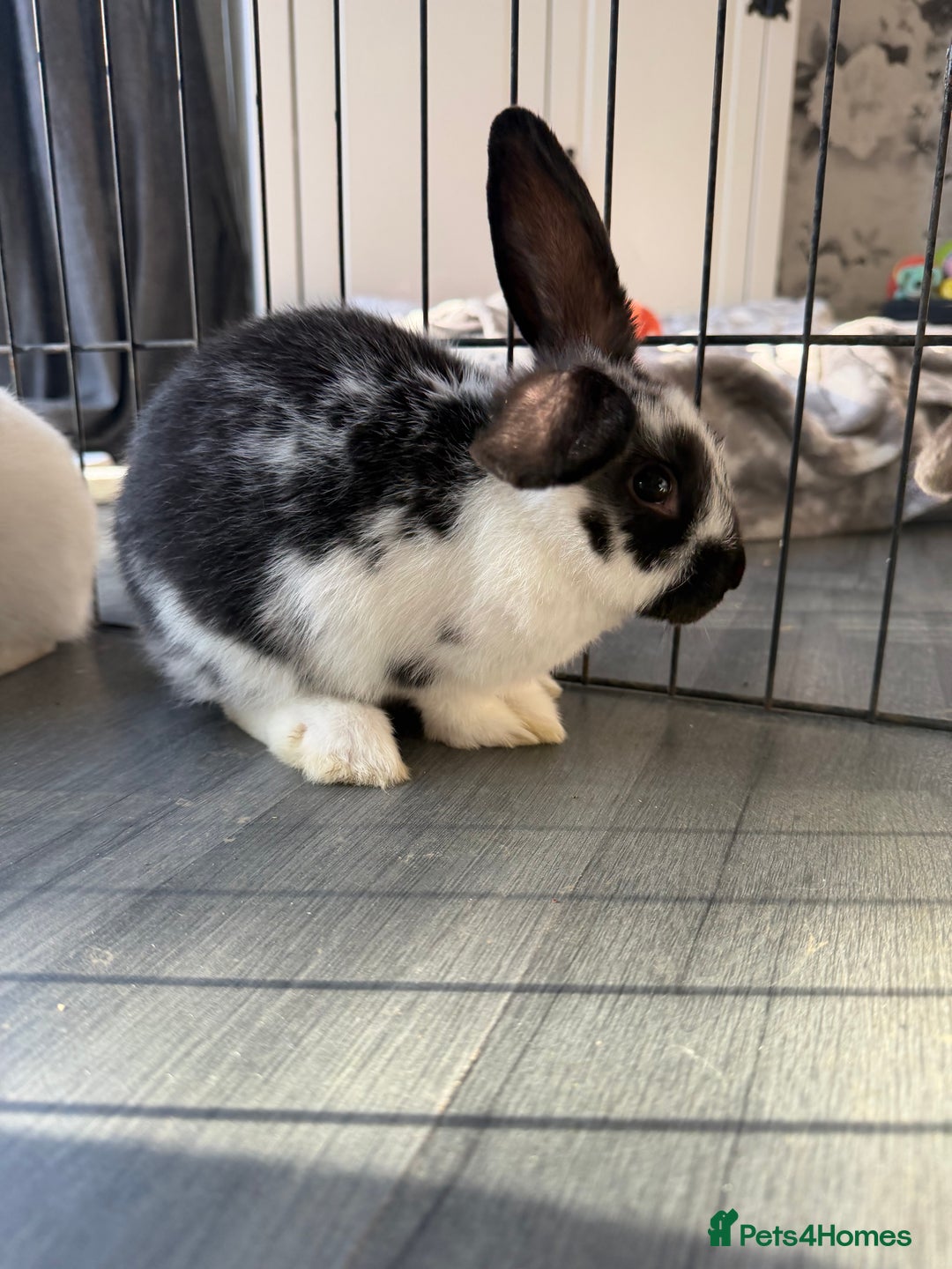 Mixed Breed rabbits for sale: Baby male rabbits  - Advert 7