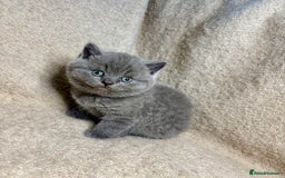 British Shorthair cats for sale: British Blue SH Kittens, TICA, Queens,Studs. - Image 1