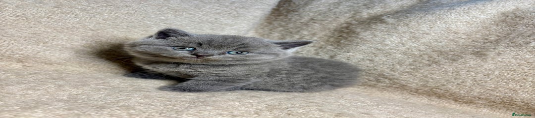 British Shorthair Kitten 1