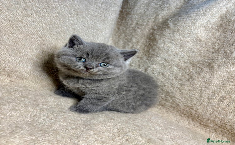 British Shorthair cats - Advert 2