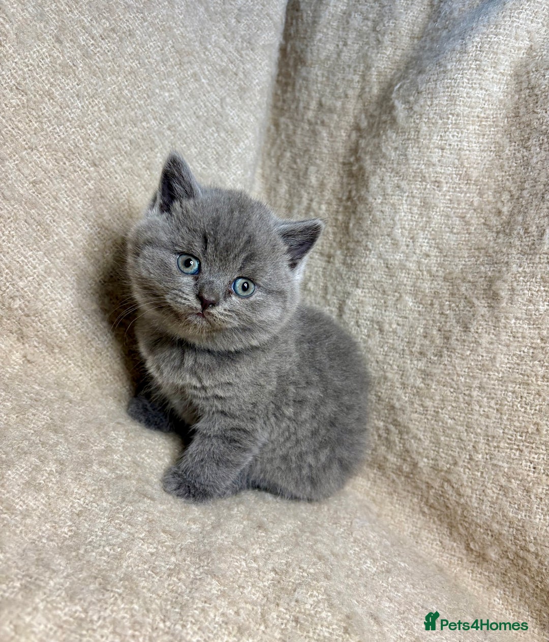 British Shorthair cats for sale: British Blue SH Kittens, TICA, Queens,Studs. - Image 1