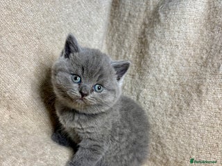 British Shorthair cats - Advert 2