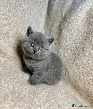 British Shorthair cats - Advert 2