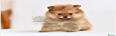Pomeranian 4