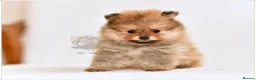 Pomeranian dogs for sale: MINIATURE POMERANIAN PUPPIES - Advert 16