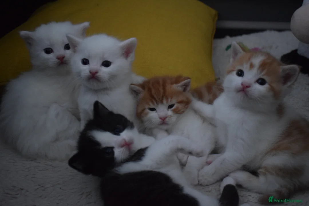 Mixed Breed cats for sale: Fluffy half ragdoll kittens available for sale - Advert 1