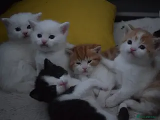 Mixed Breed cats Fluffy half ragdoll kittens available for sale - Advert 5