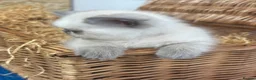 Exotic cats for sale: 2 STUNNING EXOTIC MALE KITTENS  - Advert 8