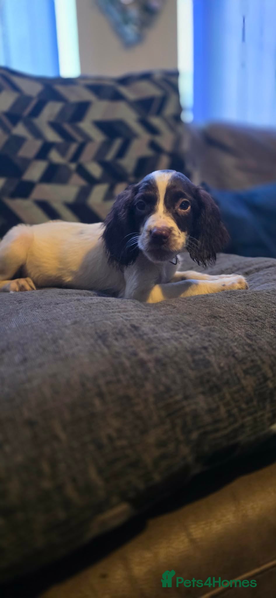 English Springer Spaniel dogs KC registered English springer spaniels  - Advert 7