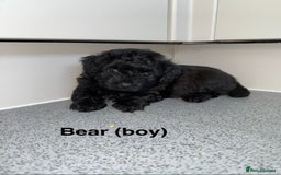 Mixed Breed dogs for sale: Poochon x chipoo small puppies - Image 3