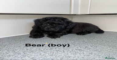 Mixed Breed dogs - Advert 2